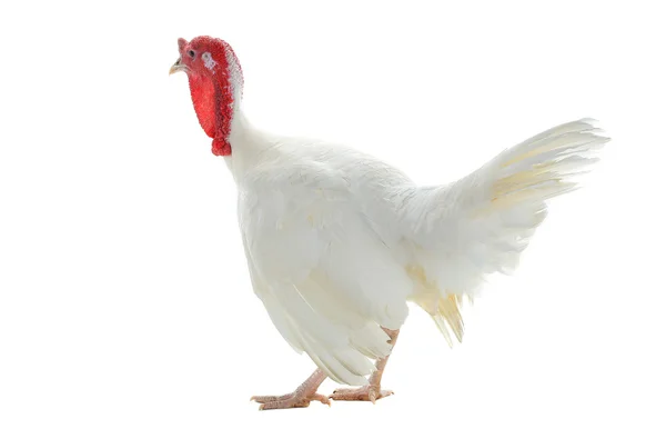 Turkey isolated on a white background — Stock Photo, Image