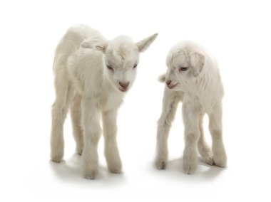  iki keçi çocuk üzerinde beyaz izole