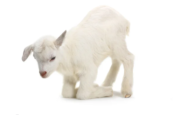 Beyaz izole keçi çocuk (7 gün) — Stok fotoğraf