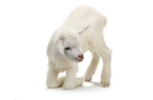 Kozí kid (7 dní) izolované na bílém — Stock fotografie