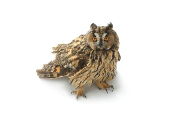 Beyaz arkaplanda baykuş