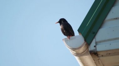 starling evin köşesinde şarkı ses live