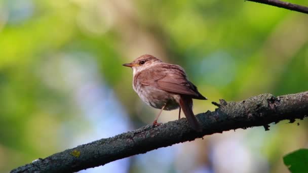 Ruiseñor cantando en un árbol — Vídeo de stock