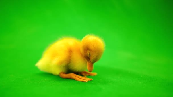 Petit canard sur le vert — Video