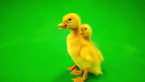 Eine kleine Ente — Stockvideo