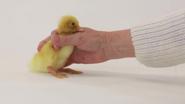 Un petit canard — Video