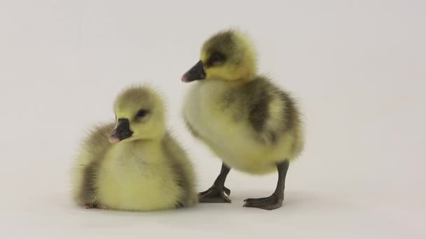 Ein bisschen Gänse — Stockvideo