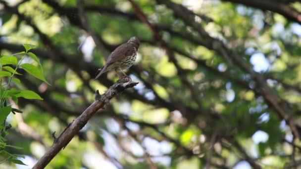 Ruiseñor cantando en un árbol — Vídeos de Stock