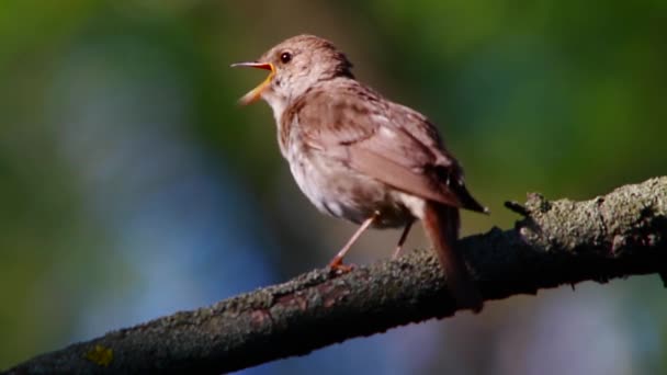 Nachtigall singt auf einem Baum — Stockvideo