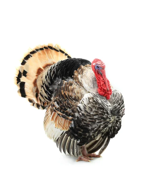 Turkey with an open tail — Stock Photo, Image