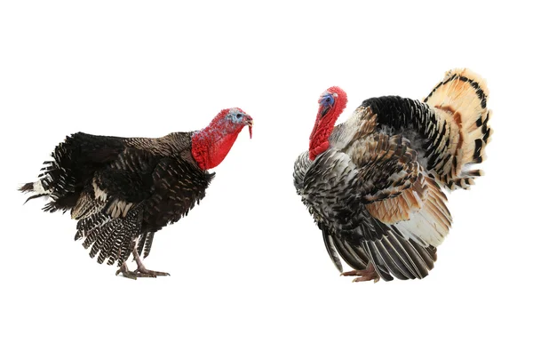 A two  turkeys — Stock Photo, Image