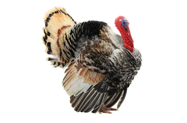 Turkey with an open tail — Stock Photo, Image