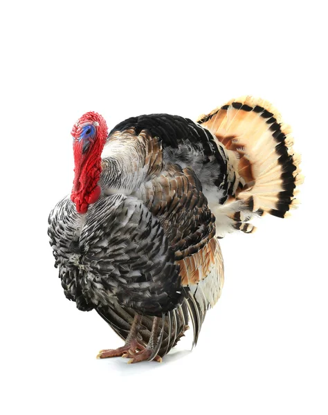Turkey with an open tail — Stock Photo, Image