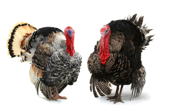 A two turkey — Stock Photo, Image