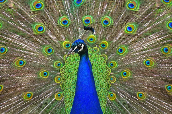 Peacock met de staart van de verspreiding — Stockfoto