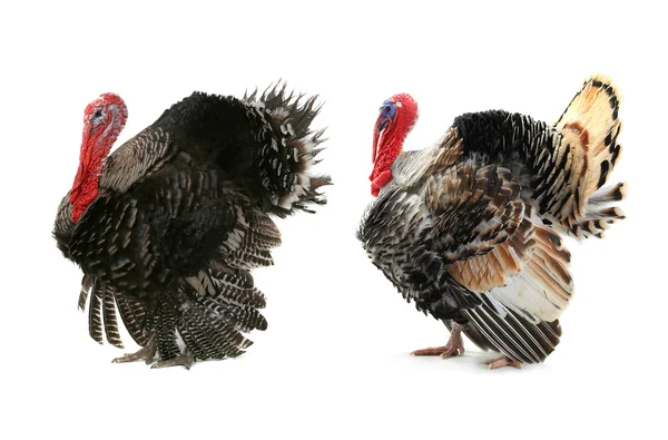 A two turkey — Stock Photo, Image