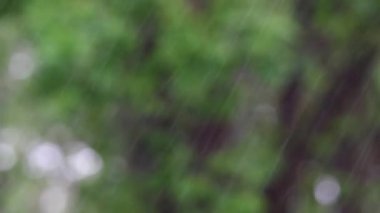 ağaçlar karşı yağmur