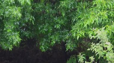 ağaçlar karşı yağmur