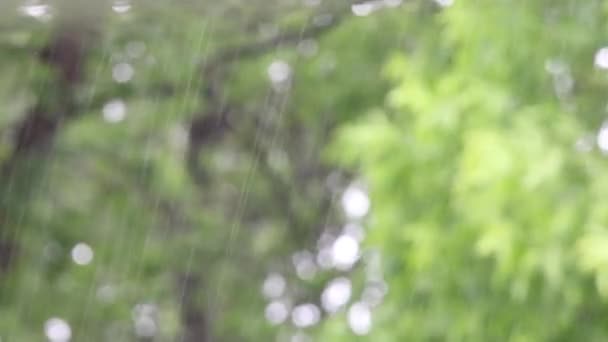 pluie contre les arbres 