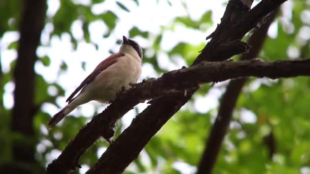 Shrike dal dorso rosso — Video Stock