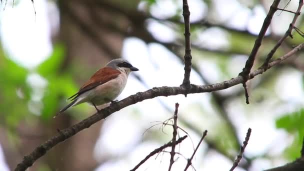 Pie-grièche à dos rouge 