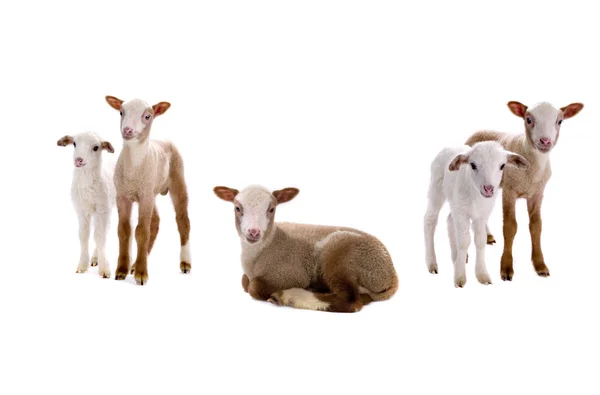 Een beetje sheeps — Stockfoto