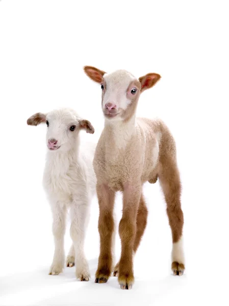 Duas ovelhas pequenas — Fotografia de Stock