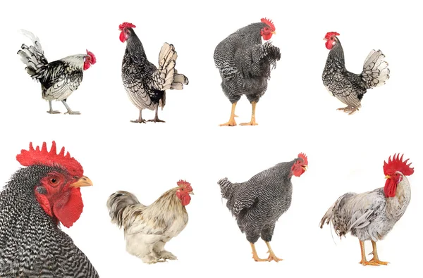 Roosters isolated on a white — Stock Photo, Image