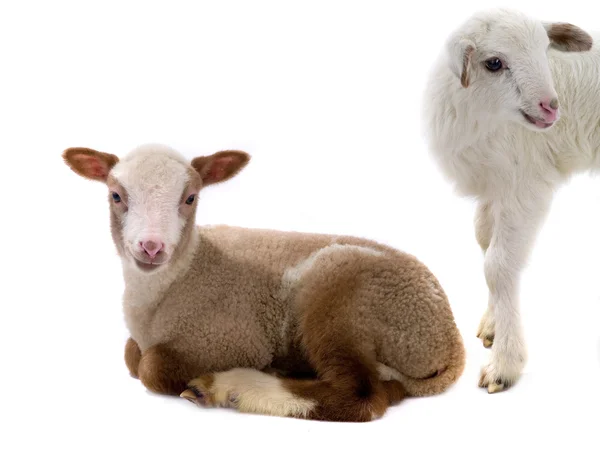 Zwei kleine Schafe — Stockfoto