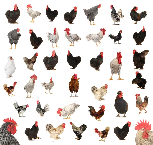 Roosters isolated on a white — Stock Photo, Image