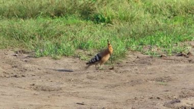 İbibik avcılık üzerinde