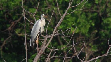 Gri balıkçıl ağaçta oturuyor