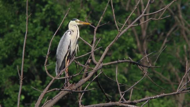 Garza gris sentada en un árbol — Vídeos de Stock