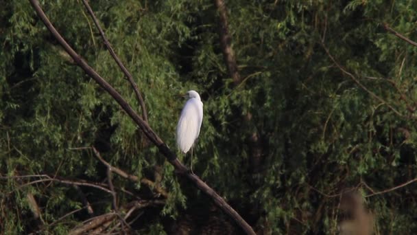 Grande aigrette blanche 