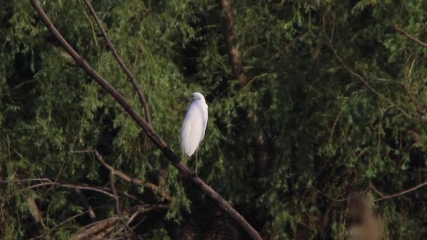 Grande Whit Egret — Vídeo de Stock