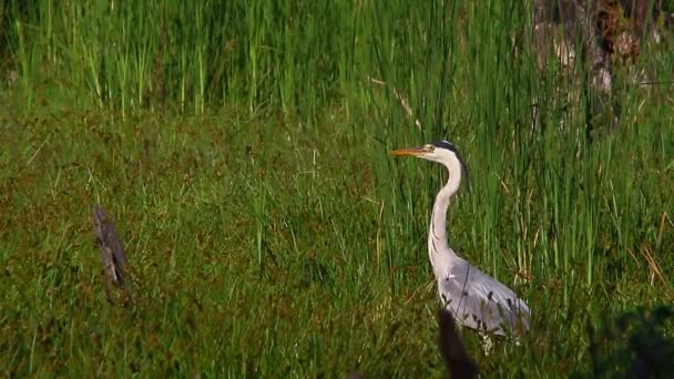 De een reiger — Stockvideo