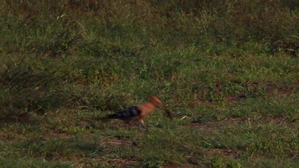 Hoopoe en la caza — Vídeos de Stock