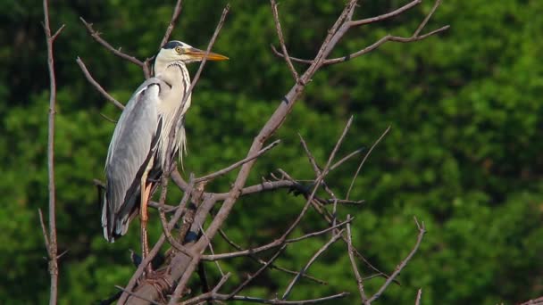 Garza gris sentada en un árbol — Vídeo de stock