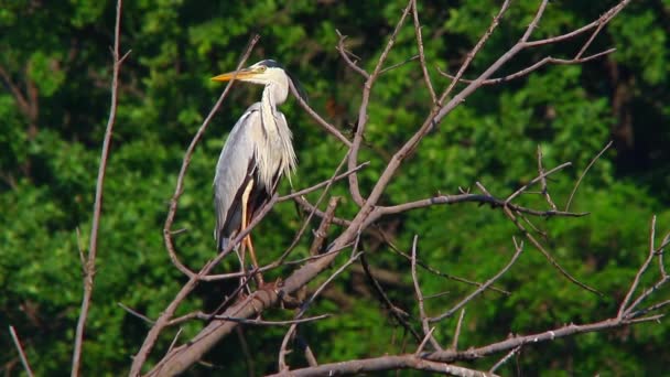Héron gris assis sur un arbre 