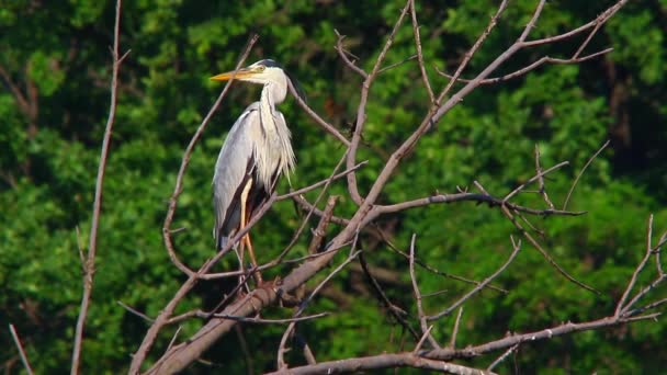 Airone grigio seduto su un albero — Video Stock