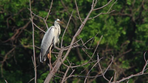 Blauwe reiger zit op een boom — Stockvideo