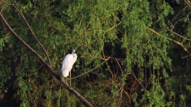 Grande aigrette blanche 