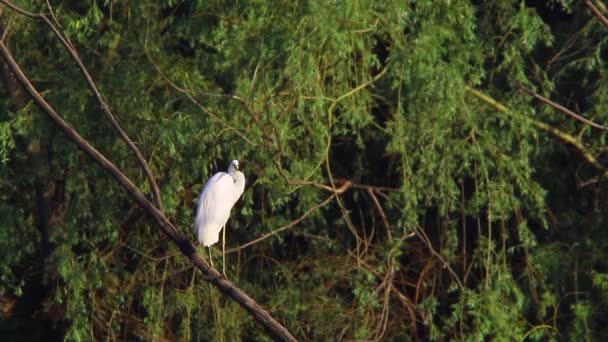 Grande Whit Egret — Vídeo de Stock