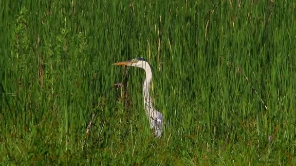 The a Grey Heron — Stock Video