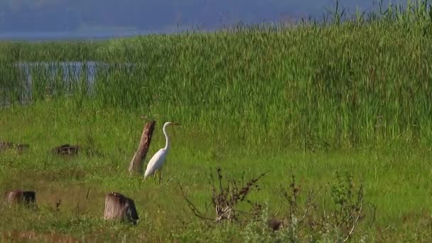 Grande Whit Egret — Vídeo de Stock