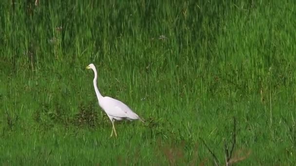 Great Whit Egret — Stock Video