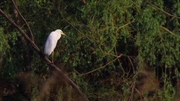 Great Whit Egret — Stock Video