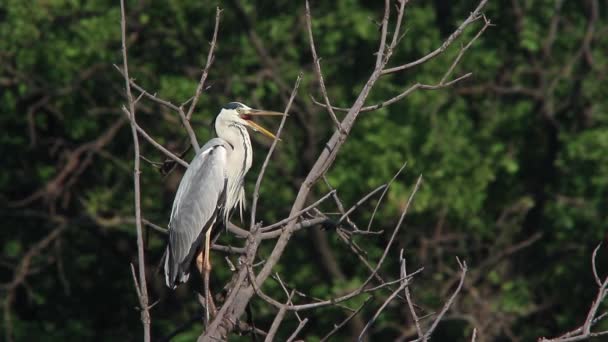 Garza gris sentada en un árbol — Vídeo de stock