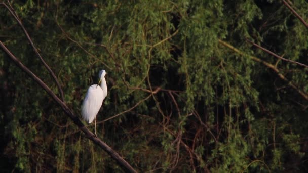 Grande aigrette blanche 