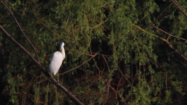 Grote Whit zilverreiger — Stockvideo